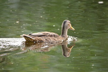 ducks on the lake 2022 in summer
