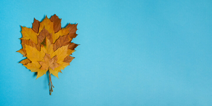 Dry autumn leafs on pastel background.Large banner with negative space.