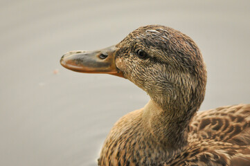 ducks on the lake 2022 in summer