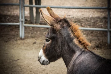 Deurstickers portrait of a donkey © diane