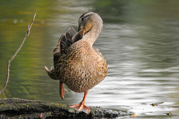 ducks on the lake 2022 in summer
