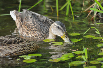 ducks on the lake 2022 in summer