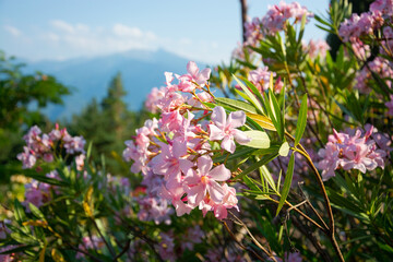 View of a flowers, mountains and beautiful landscape in the Pyrenees