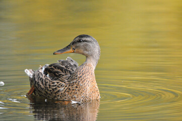 ducks on the lake 2022 in summer