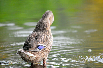 ducks on the lake 2022 in summer