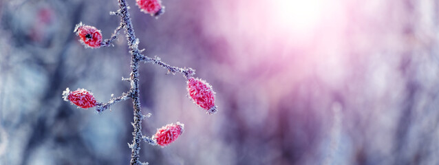 Rosehip berries covered with frost on a bush in winter in sunny weather