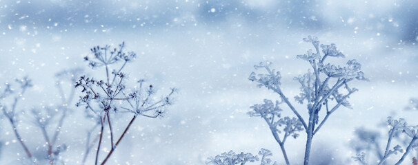 Frost covered dry plants in winter during snowfall, winter background