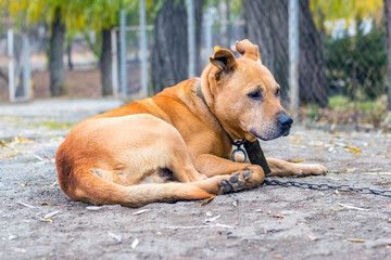 A pit bull terrier dog on a chain lies on the ground