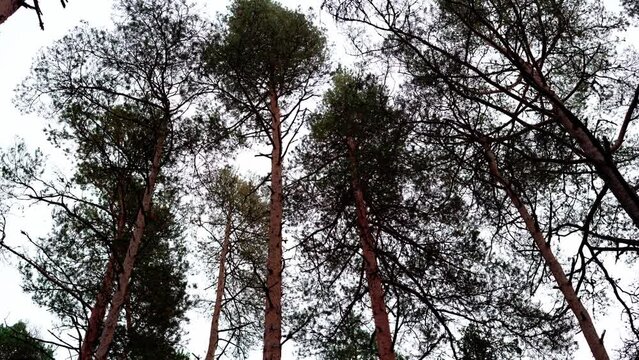 Forest of tall red pines seen from below.Long trunks move in the wind. Immersion in nature, feeling lost. Wonders of nature and dense vegetation. Black and red pines in Store Mosse Swedish Nature Park
