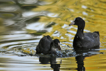ducks on the lake 2022 in summer