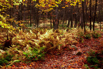 Fototapeta premium New England Autumn Landscape