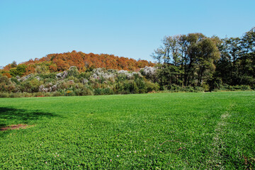Field and forest on the background of a mountain. Green grass and forest under a blue sky. A green field with the edge of the forest on a sunny day in a mountainous area.