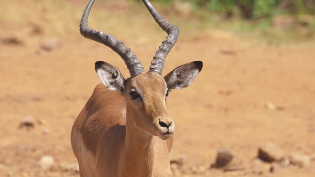 Close up: face of impala ram licking dirt ground and licking lips