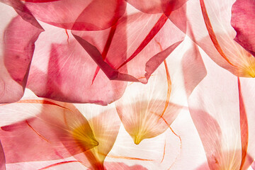 macro texture of roses petals