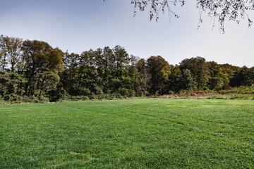 Field and forest. A green field with the edge of the forest on a sunny day. Green grass and forest under a blue sky.