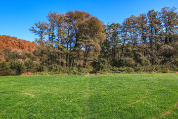 Field and forest. Green grass and forest under a blue sky. A green field with the edge of the forest on a sunny day.