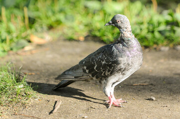 ducks on the lake 2022 in summer