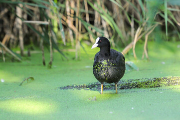 ducks on the lake 2022 in summer