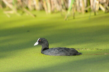 Fototapeta premium ducks on the lake 2022 in summer