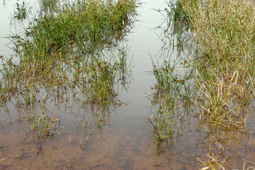 Thin bright green grass growing in the swamp. Green grass grows in muddy water.
