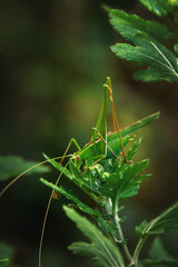 A green grasshopper on the stem of a plant. A pretty ordinary green grasshopper sitting on the green grass in a field. Vertical image. Selective focus.