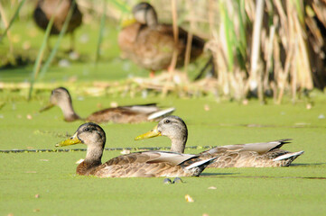 ducks on the lake 2022 in summer