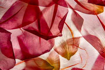 macro texture of roses petals