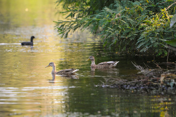ducks on the lake 2022 in summer