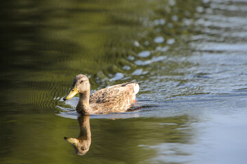 ducks on the lake 2022 in summer