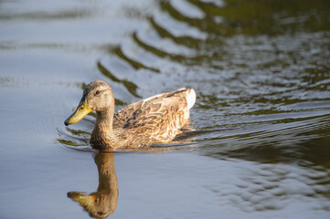 ducks on the lake 2022 in summer