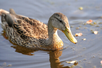 ducks on the lake 2022 in summer