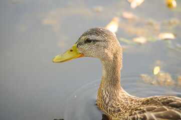 ducks on the lake 2022 in summer