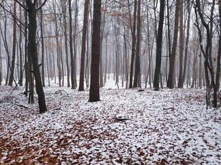 Snow forest in Europe