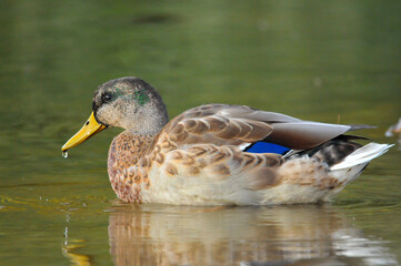 Fototapeta premium ducks on the lake 2022 in summer
