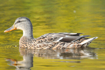 ducks on the lake 2022 in summer