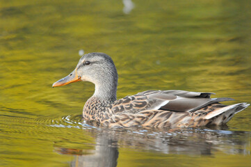 ducks on the lake 2022 in summer