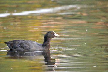 ducks on the lake 2022 in summer