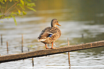 ducks on the lake 2022 in summer