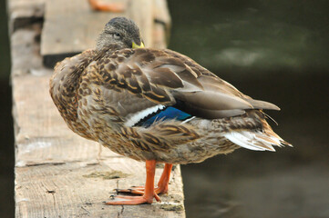 ducks on the lake 2022 in summer