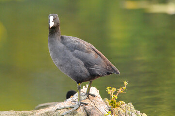 ducks on the lake 2022 in summer
