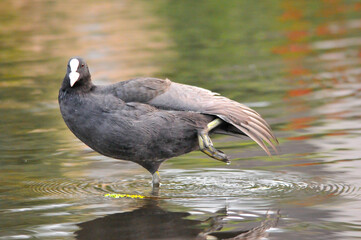 ducks on the lake 2022 in summer