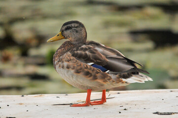 ducks on the lake 2022 in summer