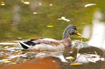ducks on the lake 2022 in summer