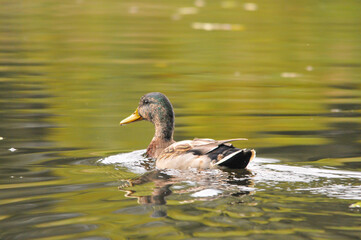 ducks on the lake 2022 in summer