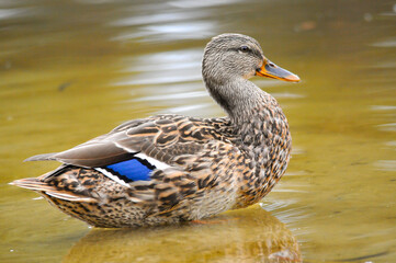 ducks on the lake 2022 in summer