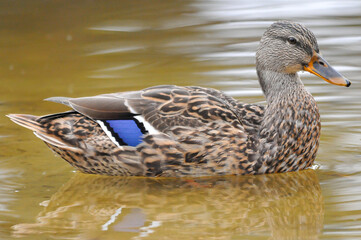 ducks on the lake 2022 in summer