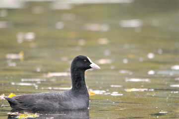 ducks on the lake 2022 in summer