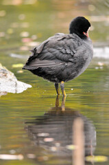 ducks on the lake 2022 in summer