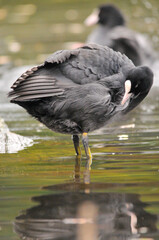 ducks on the lake 2022 in summer