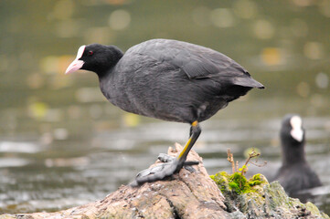 ducks on the lake 2022 in summer